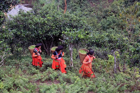 Le Vietnam garantit au mieux les droits de ses minorités ethniques ảnh 1 Le Vietnam garantit au mieux les droits de ses minorités ethniques ảnh 1