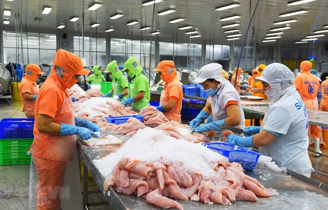 Le Mexique, destination phare pour les exportations de poisson tra du Vietnam ảnh 1