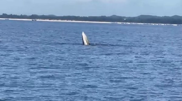 Une baleine apparait dans les eaux de Quang Ninh ảnh 1 Une baleine apparait dans les eaux de Quang Ninh ảnh 1