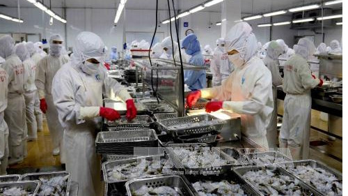 Produits aquatiques: Le Vietnam cible 8 millions de dollars d’exportation en 2017 ảnh 1 Produits aquatiques: Le Vietnam cible 8 millions de dollars d’exportation en 2017 ảnh 1