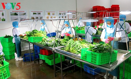 Multiplier les modèles agricoles high-tech ảnh 1 Multiplier les modèles agricoles high-tech ảnh 1