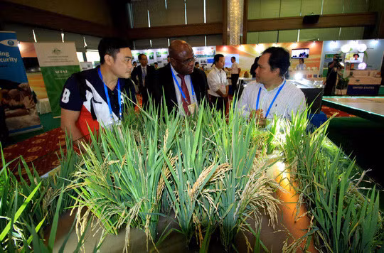 APEC 2017: Vernissage d’une exposition sur l’agriculture à Can Tho ảnh 1