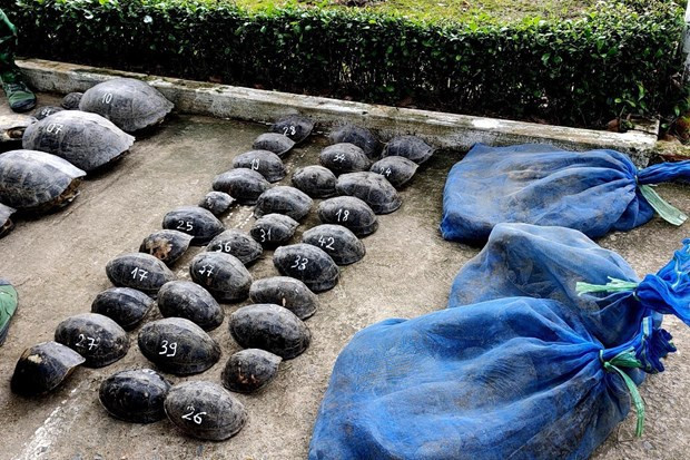 Saisie d'un grand nombre d’animaux sauvages à An Giang ảnh 1 Saisie d'un grand nombre d’animaux sauvages à An Giang ảnh 1