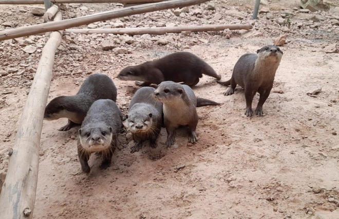 Journée internationale de la biodiversité 2022 : bâtir un avenir commun à toutes les formes de vie ảnh 2 Journée internationale de la biodiversité 2022 : bâtir un avenir commun à toutes les formes de vie ảnh 2