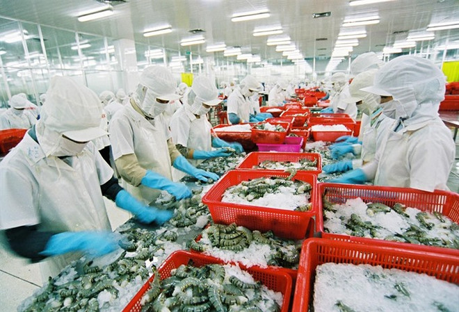 Crevettes fraîches entières: de belles opportunités d'exportation en Australie ảnh 1 Crevettes fraîches entières: de belles opportunités d'exportation en Australie ảnh 1