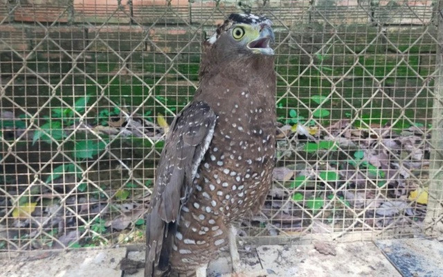 À Hà Giang, un rare macaque à queue tronquée a retrouvé sa forêt ảnh 2
