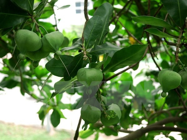 De jeunes Laotiens plantent 100 arbres "bàng vuông" à Ly Son ảnh 1