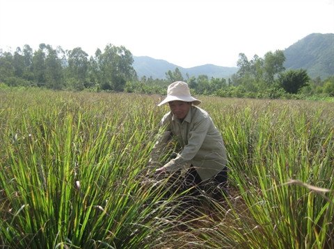 La citronnelle, choix idéal pour les sols salins ảnh 1 La citronnelle, choix idéal pour les sols salins ảnh 1