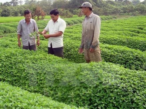 Les entreprises japonaises veulent investir dans l'agriculture biologique à An Giang ảnh 1 Les entreprises japonaises veulent investir dans l'agriculture biologique à An Giang ảnh 1
