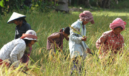 Cambodge : un projet de 61 millions de dollars pour soutenir les petits producteurs agricoles ảnh 1 Cambodge : un projet de 61 millions de dollars pour soutenir les petits producteurs agricoles ảnh 1