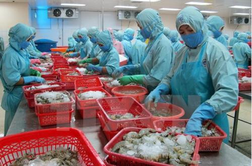 Les exportations de crevettes se sont envolées en 2017 ảnh 1 Les exportations de crevettes se sont envolées en 2017 ảnh 1
