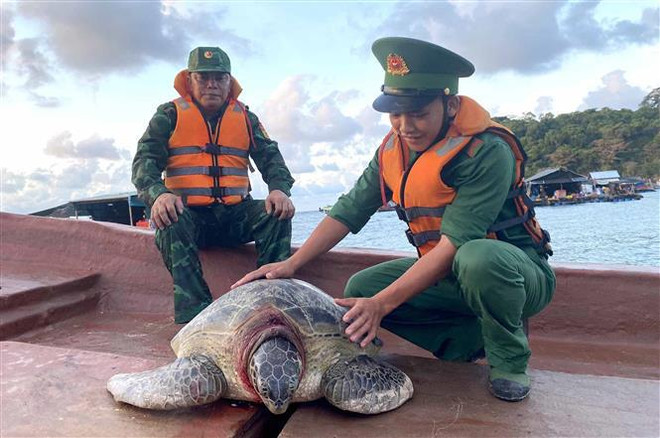 Kien Giang: une tortue marine est relâchée dans l'océan ảnh 1 Kien Giang: une tortue marine est relâchée dans l'océan ảnh 1
