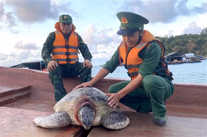 Kien Giang: une tortue marine est relâchée dans l'océan ảnh 1 Kien Giang: une tortue marine est relâchée dans l'océan ảnh 1