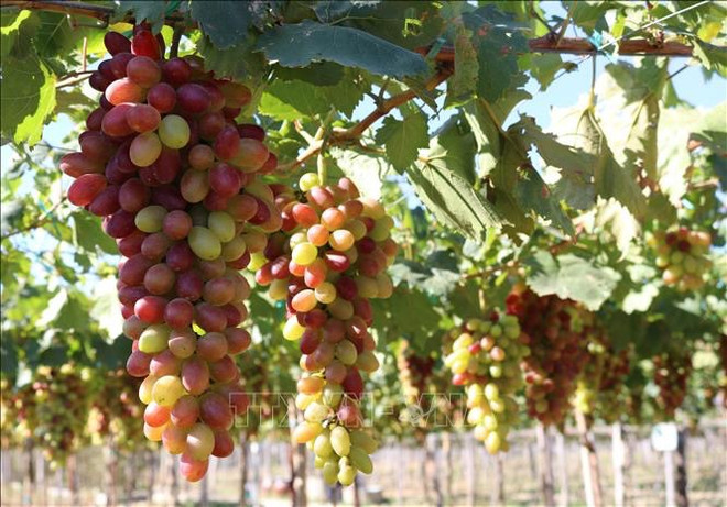 Bientôt le Festival du raisin et du vin de Ninh Thuan 2023 ảnh 1 Bientôt le Festival du raisin et du vin de Ninh Thuan 2023 ảnh 1