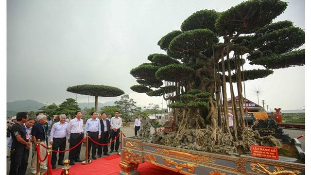 L'exposition de bonsaïs de l'Asie-Pacifique 2019 prévue en novembre à HCM-Ville ảnh 1 L'exposition de bonsaïs de l'Asie-Pacifique 2019 prévue en novembre à HCM-Ville ảnh 1