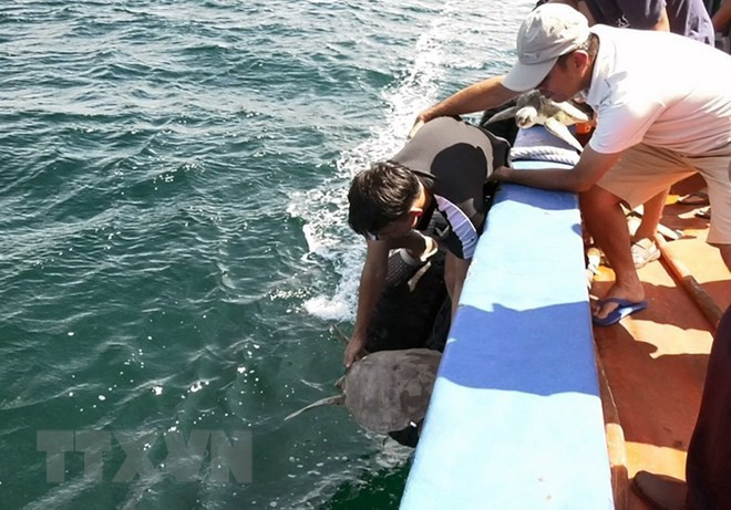 Kien Giang: 12 tortues marines rendues à la nature ảnh 1 Kien Giang: 12 tortues marines rendues à la nature ảnh 1