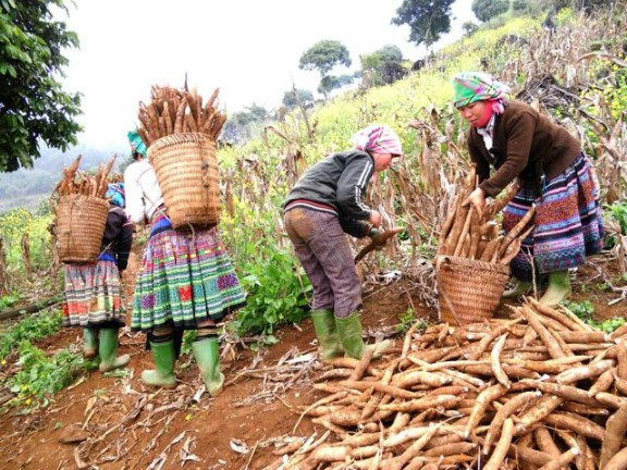 Plus de 80% du volume de manioc du Vietnam exporté en Chine ảnh 1 Plus de 80% du volume de manioc du Vietnam exporté en Chine ảnh 1