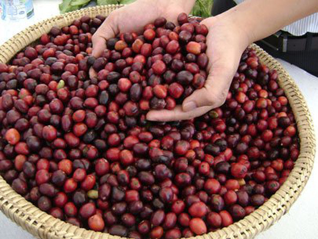 Les exportations nationales de café bénéficient des cours élevés ảnh 1 Les exportations nationales de café bénéficient des cours élevés ảnh 1