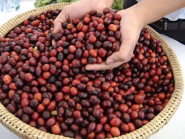 Les exportations nationales de café bénéficient des cours élevés ảnh 1