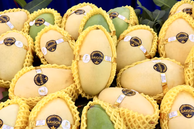 Le mangue d’An Giang à la conquête du marché mondial ảnh 1 Le mangue d’An Giang à la conquête du marché mondial ảnh 1