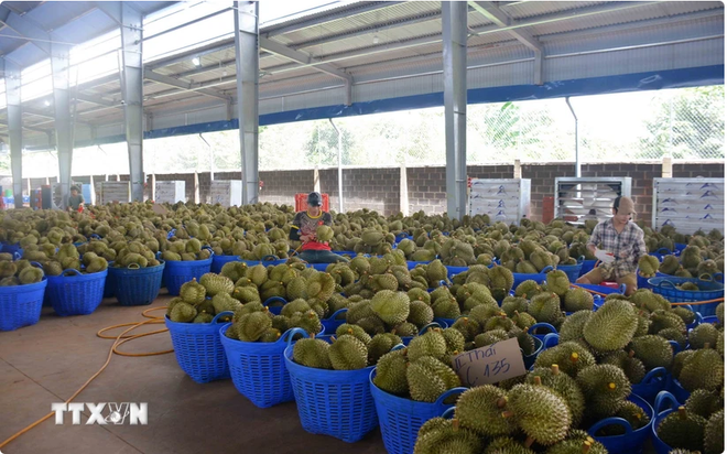 Le durian vietnamien représente 31,8% des importations chinoises ảnh 1 Le durian vietnamien représente 31,8% des importations chinoises ảnh 1