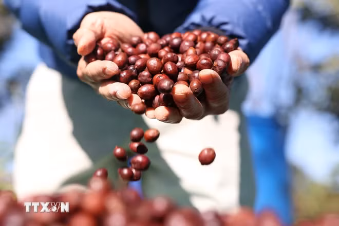Le Vietnam devient le deuxième fournisseur de café de l'UE ảnh 1