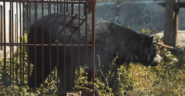 Publication d’un nouveau court-métrage appelant à la fin de l'élevage d'ours ảnh 1 Publication d’un nouveau court-métrage appelant à la fin de l'élevage d'ours ảnh 1