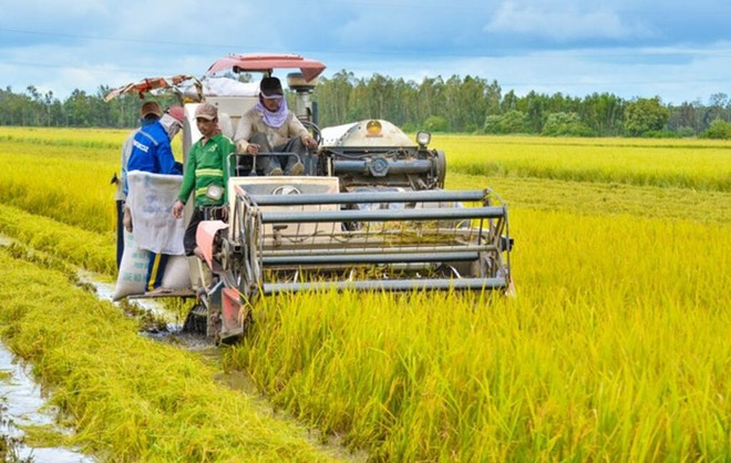Kiên Giang développe la production de riz de haute qualité à faible émission de carbone ảnh 1 Kiên Giang développe la production de riz de haute qualité à faible émission de carbone ảnh 1
