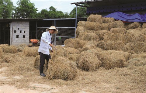 Riziculture : quand la paille devient une richesse ảnh 1 Riziculture : quand la paille devient une richesse ảnh 1
