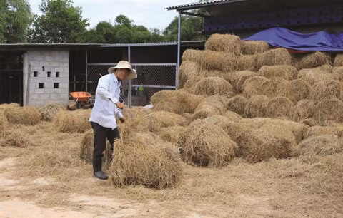 Riziculture : quand la paille devient une richesse ảnh 1