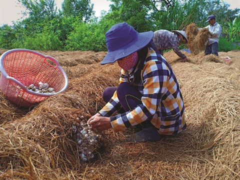 Riziculture : quand la paille devient une richesse ảnh 2 Riziculture : quand la paille devient une richesse ảnh 2