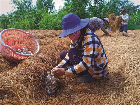 Riziculture : quand la paille devient une richesse ảnh 2