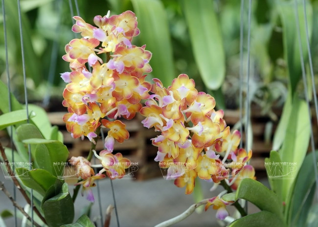 Une région de culture d’orchidées de hautes technologies ảnh 3 Une région de culture d’orchidées de hautes technologies ảnh 3