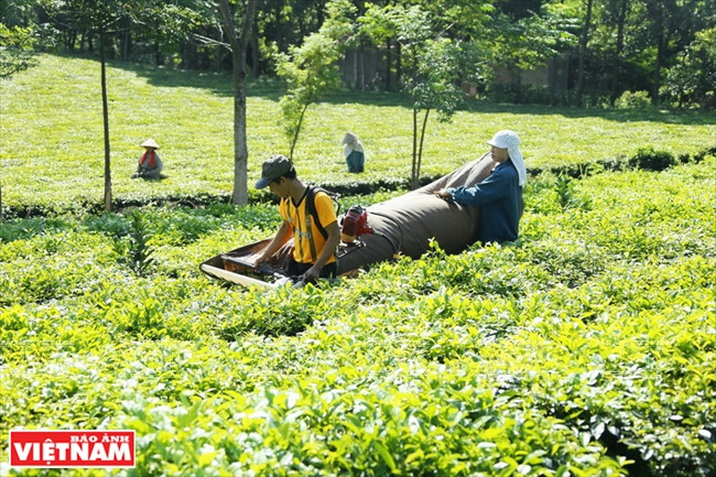 La théiculture aide à repousser la pauvreté à Hanoi ảnh 1 La théiculture aide à repousser la pauvreté à Hanoi ảnh 1