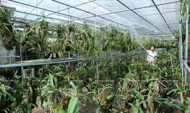 Une région de culture d’orchidées de hautes technologies ảnh 1 Une région de culture d’orchidées de hautes technologies ảnh 1