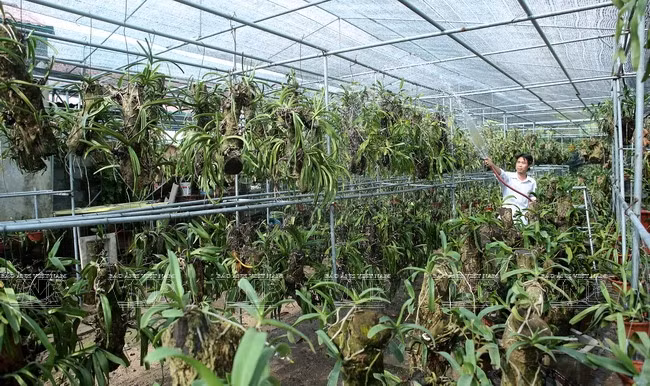 Une région de culture d’orchidées de hautes technologies ảnh 1 Une région de culture d’orchidées de hautes technologies ảnh 1