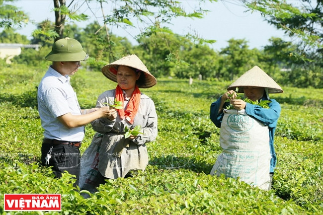 La théiculture aide à repousser la pauvreté à Hanoi ảnh 2 La théiculture aide à repousser la pauvreté à Hanoi ảnh 2