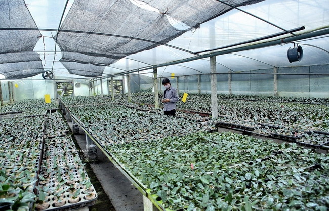 Une région de culture d’orchidées de hautes technologies ảnh 2 Une région de culture d’orchidées de hautes technologies ảnh 2