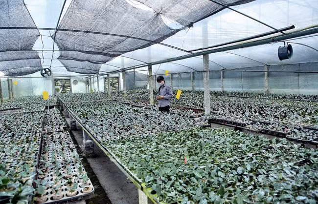 Une région de culture d’orchidées de hautes technologies ảnh 2 Une région de culture d’orchidées de hautes technologies ảnh 2