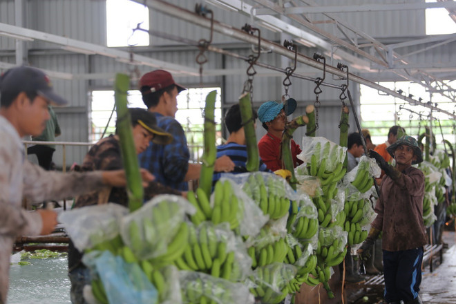 Des projets agricoles au Cambodge soutiennent le changement d'emploi des Vietnamiens ảnh 2 Des projets agricoles au Cambodge soutiennent le changement d'emploi des Vietnamiens ảnh 2