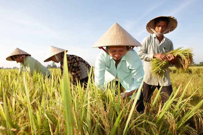 Opportunités de renforcer les exportations nationales de riz vers l'Australie ảnh 1 Opportunités de renforcer les exportations nationales de riz vers l'Australie ảnh 1