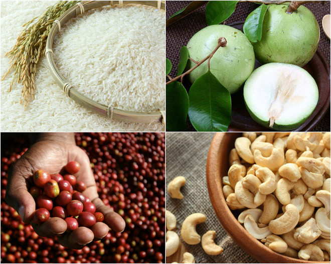 EVFTA : Affirmer la qualité des produits agricoles vietnamiens ảnh 1 EVFTA : Affirmer la qualité des produits agricoles vietnamiens ảnh 1