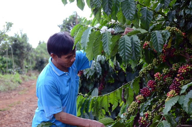 Vietnam et Canada cherchent à renforcer leur coopération commerciale ảnh 1 Vietnam et Canada cherchent à renforcer leur coopération commerciale ảnh 1