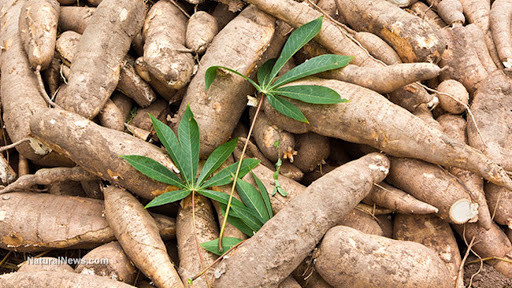 Forte hausse des exportations de manioc et produits dérivés ảnh 1 Forte hausse des exportations de manioc et produits dérivés ảnh 1