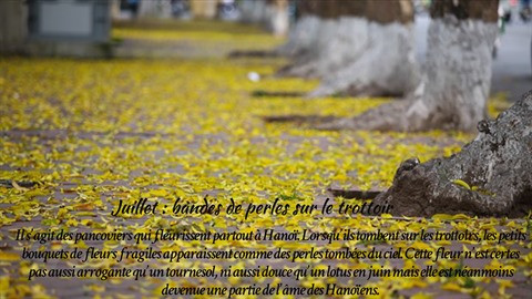 Les fleurs de Hanoï au gré des saisons ảnh 8 Les fleurs de Hanoï au gré des saisons ảnh 8