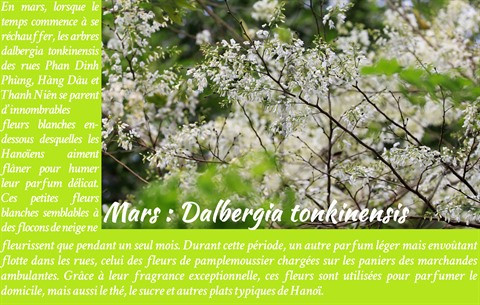 Les fleurs de Hanoï au gré des saisons ảnh 4 Les fleurs de Hanoï au gré des saisons ảnh 4