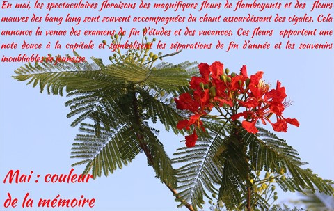 Les fleurs de Hanoï au gré des saisons ảnh 6 Les fleurs de Hanoï au gré des saisons ảnh 6