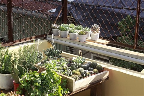 Une maison pour les amoureux de la nature à Hô Chi Minh-Ville ảnh 1 Une maison pour les amoureux de la nature à Hô Chi Minh-Ville ảnh 1