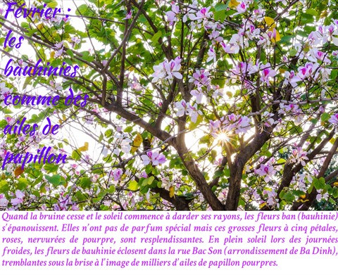 Les fleurs de Hanoï au gré des saisons ảnh 3 Les fleurs de Hanoï au gré des saisons ảnh 3