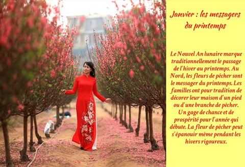 Les fleurs de Hanoï au gré des saisons ảnh 2 Les fleurs de Hanoï au gré des saisons ảnh 2